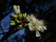 17th Sep 2024 - Springtime flowers #4