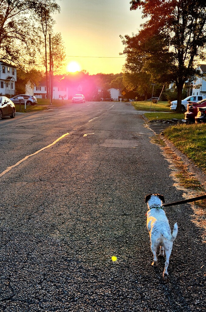 Evening Walk by jo38