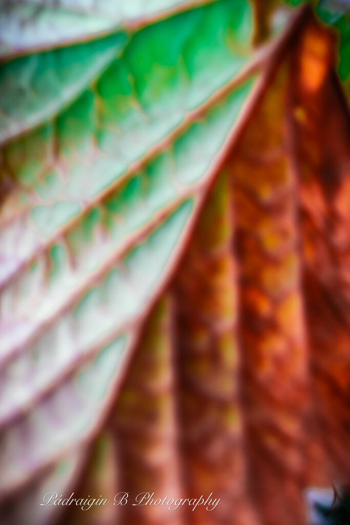 Abstract Leaf by pbing