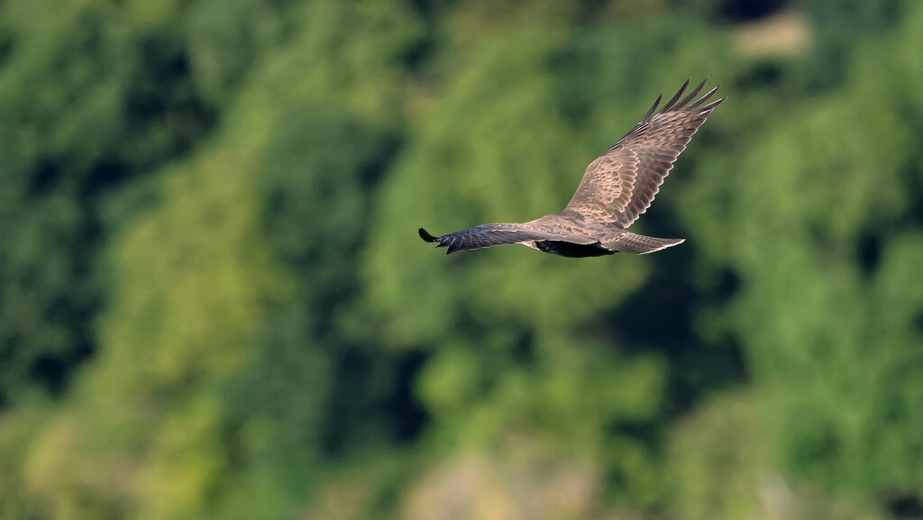 Red Kite by neil_ge