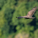 Red Kite by neil_ge