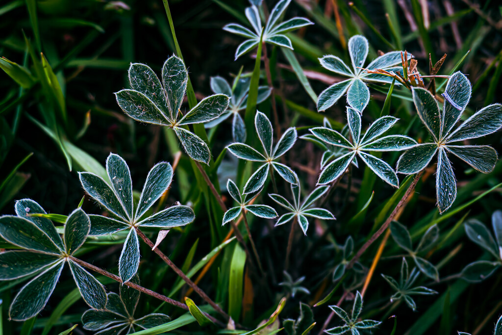 Dwarf Lupine Along the Riverbank by veronicalevchenko