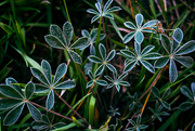 12th Sep 2024 - Dwarf Lupine Along the Riverbank