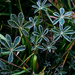 Dwarf Lupine Along the Riverbank by veronicalevchenko