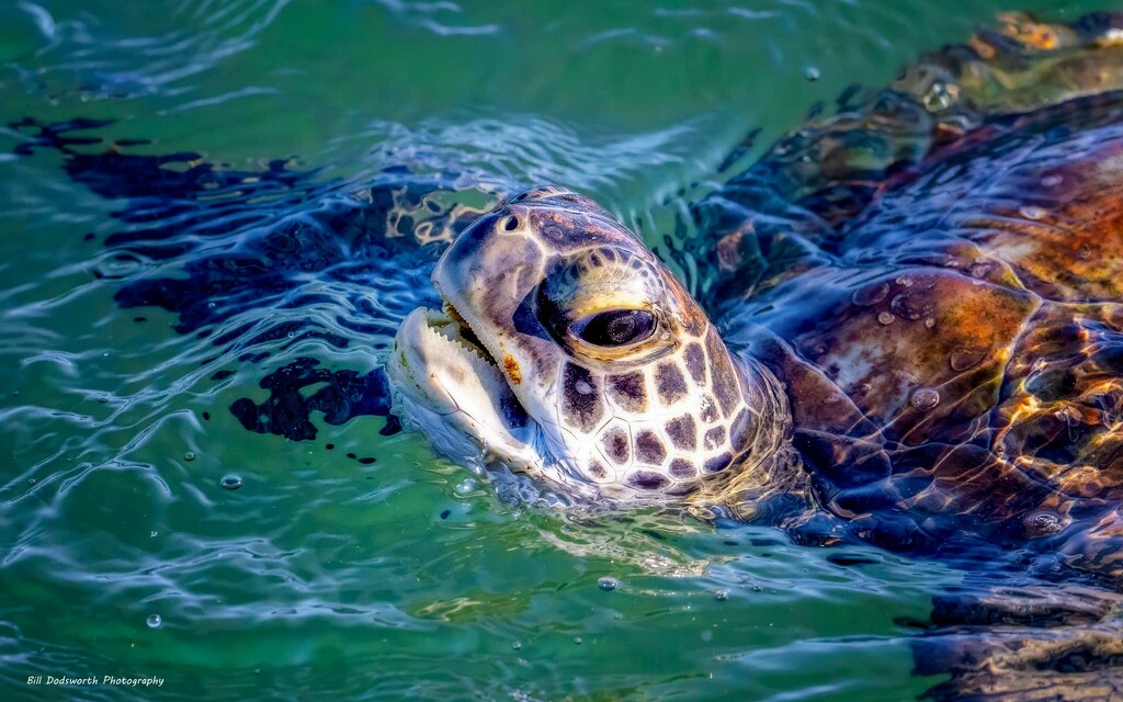 Saying hello! by photographycrazy