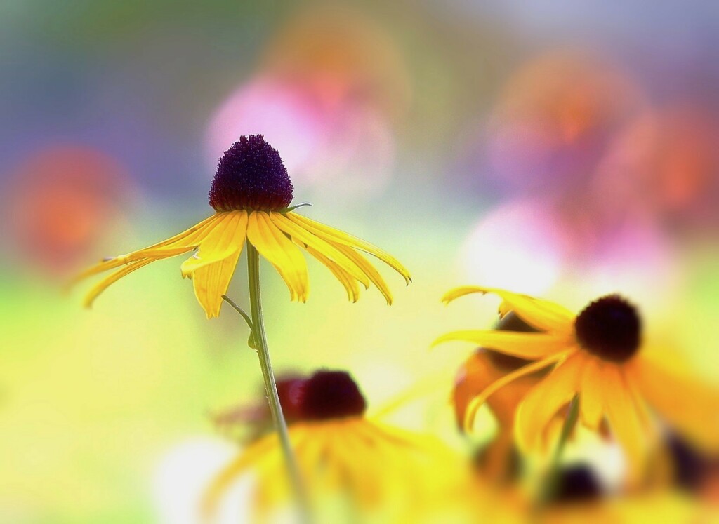 Black Eyed Susans by lynnz