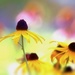 Black Eyed Susans by lynnz