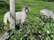 16th Sep 2024 - surprised sheep