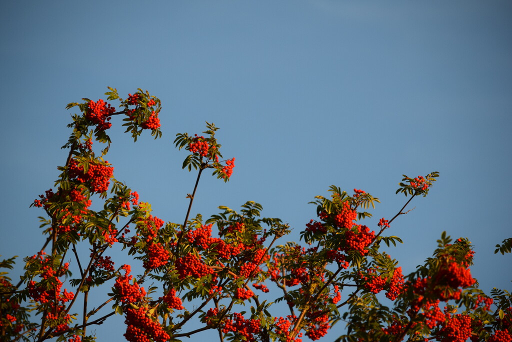 Low Sun on Rowan by dragey74