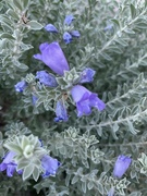 3rd Sep 2024 - 9 3 Texas Sage bush