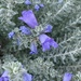 9 3 Texas Sage bush