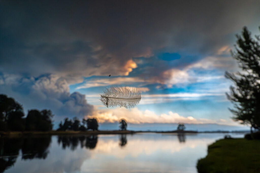 Feather in the Breeze by veronicalevchenko