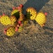 9 4 Prickly Pear by sandlily