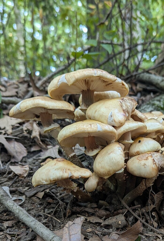 Mushrooms in the Woods by julie