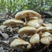 Mushrooms in the Woods