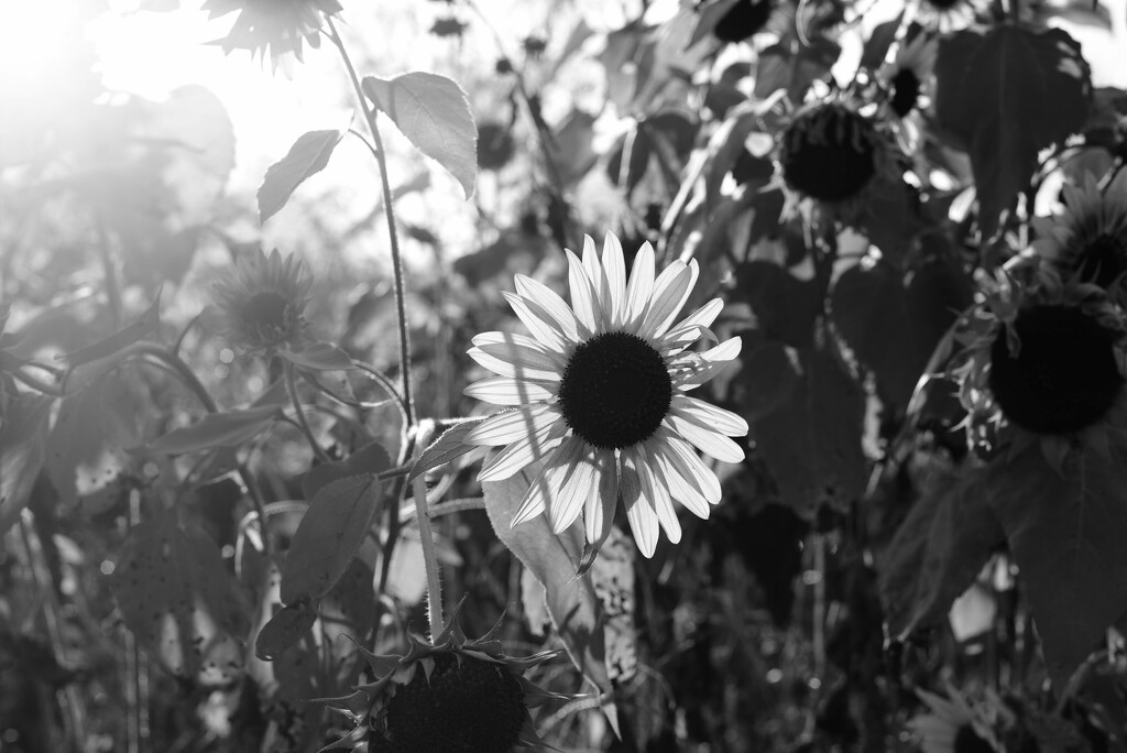 Sunflower sooc by darchibald