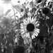 Sunflower sooc by darchibald