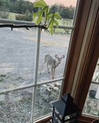 16th Sep 2024 - Deer visitor 