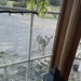 Deer visitor 