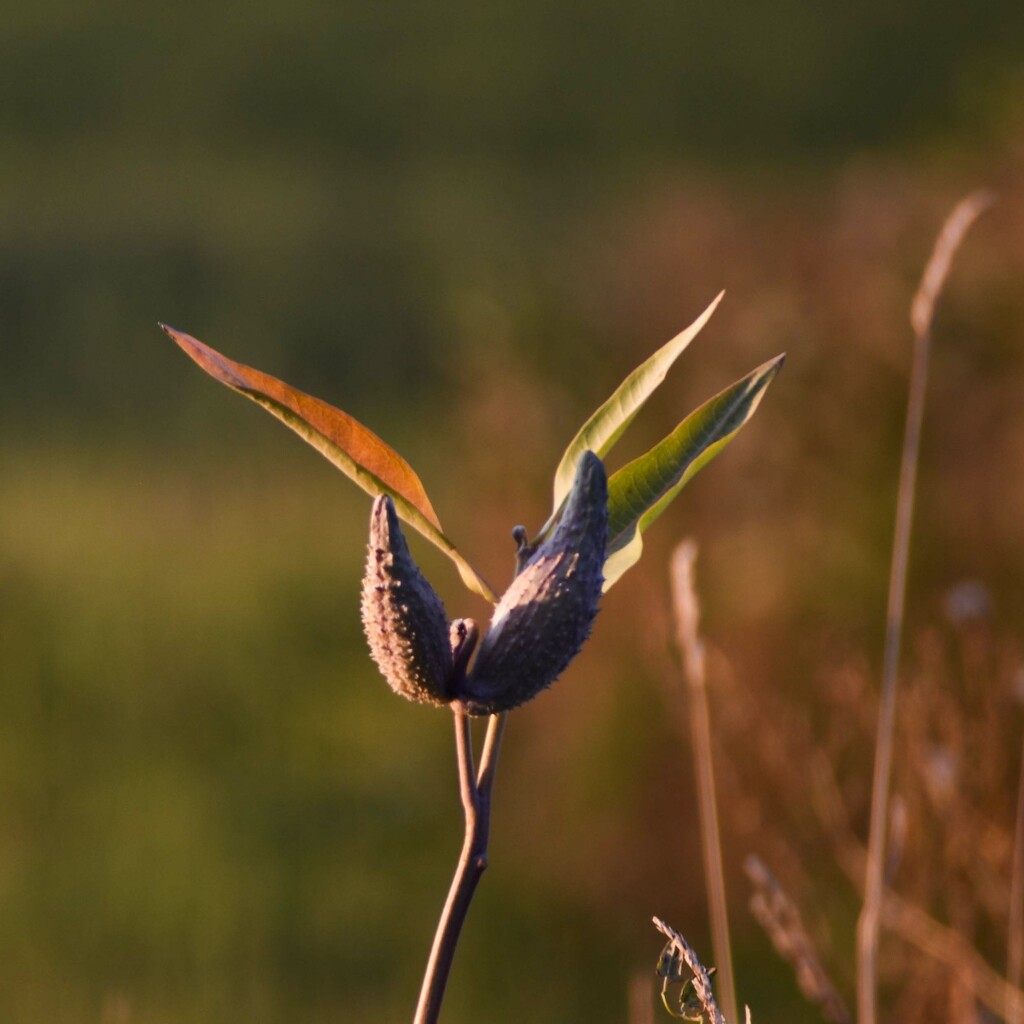 Bird Of Paradise? by bjywamer