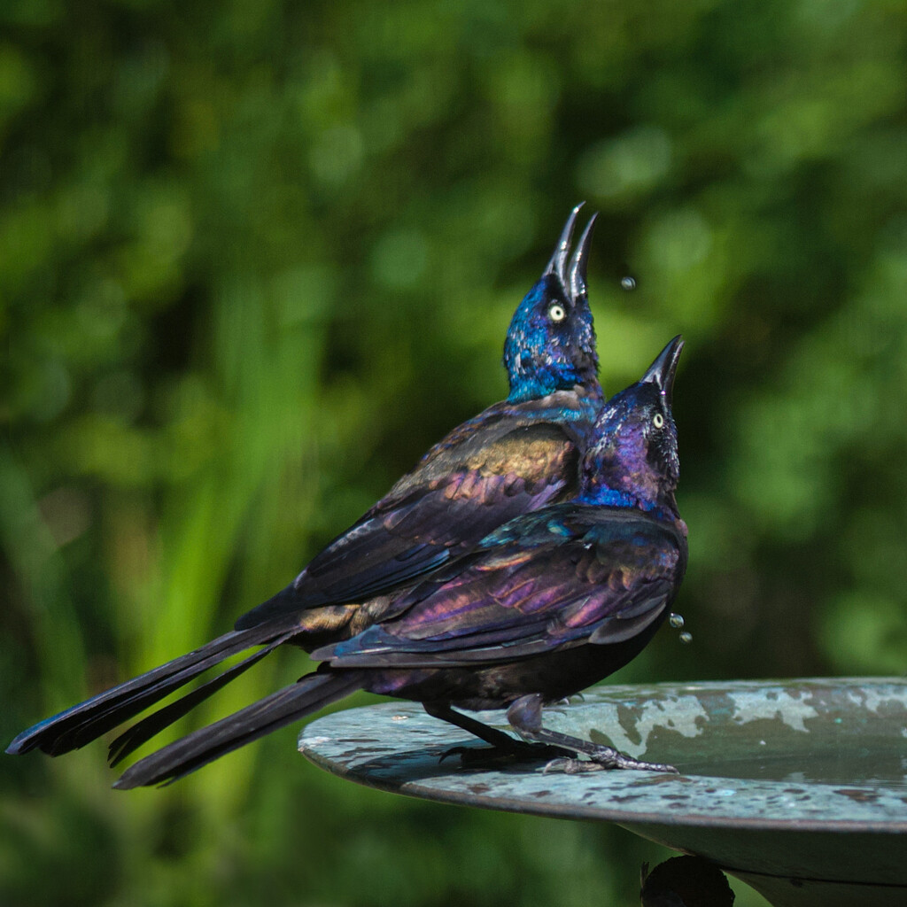 Gargling Grackles by berelaxed