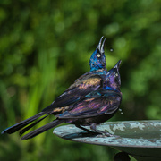 16th Sep 2024 - Gargling Grackles