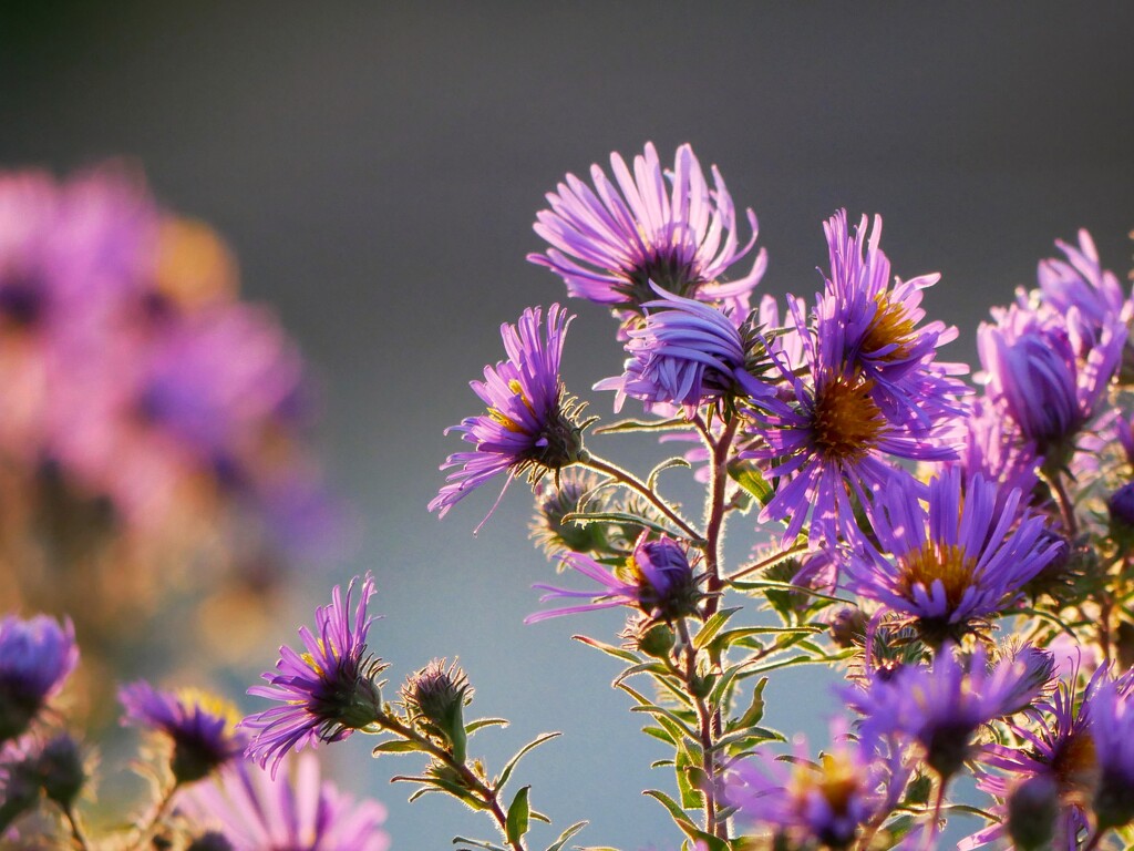 Afternoon Asters by ljmanning