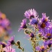 Afternoon Asters by ljmanning