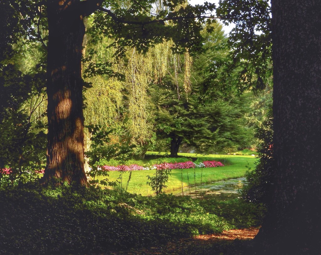 a view through the trees by amyk