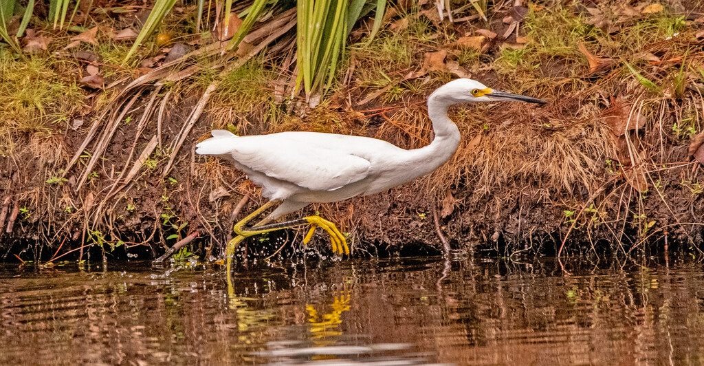 Snowy Egret on the Chase! by rickster549