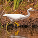 Snowy Egret on the Chase!