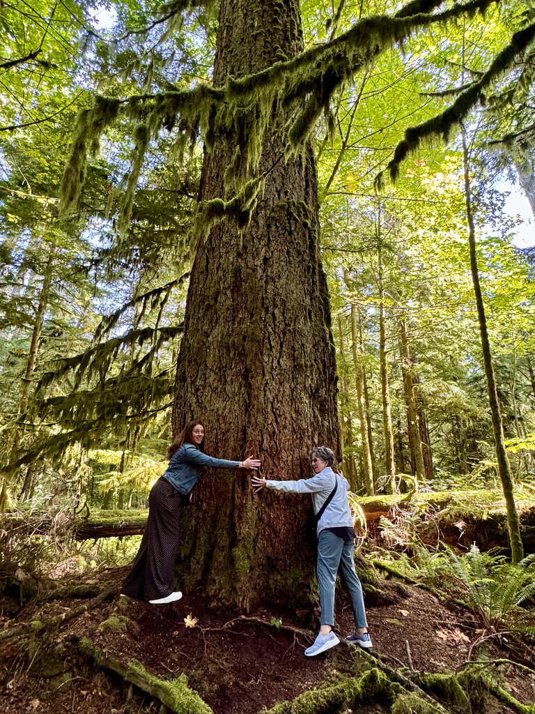 Cathedral Grove by kwind