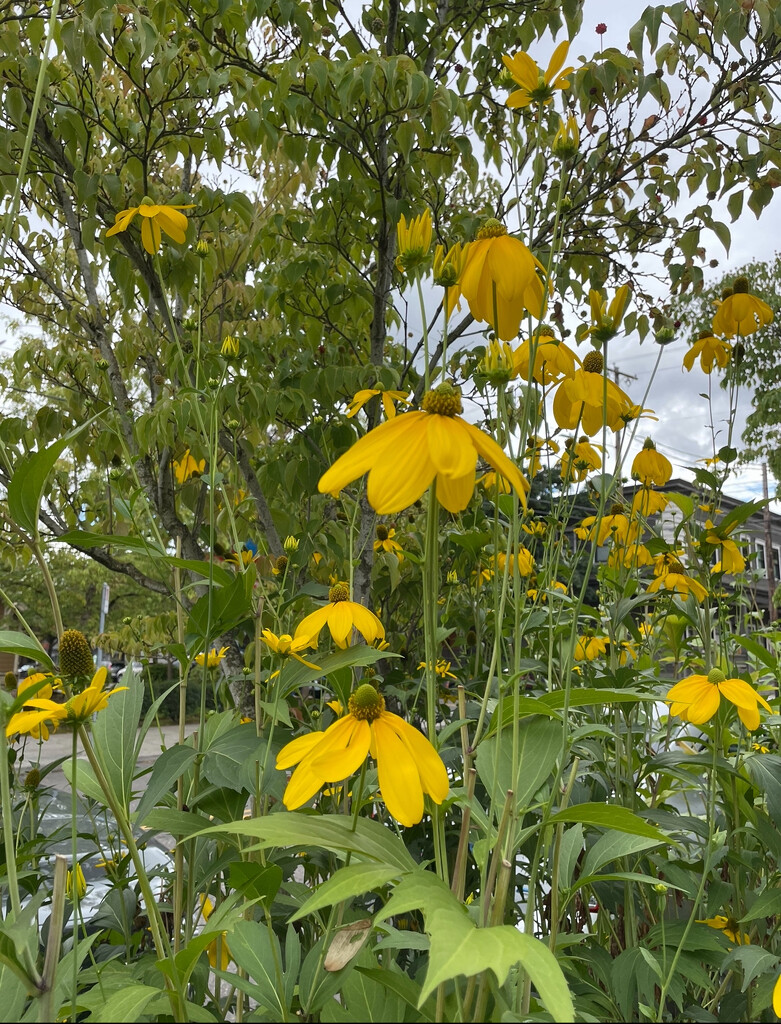 yellow high risers by prettycheeses