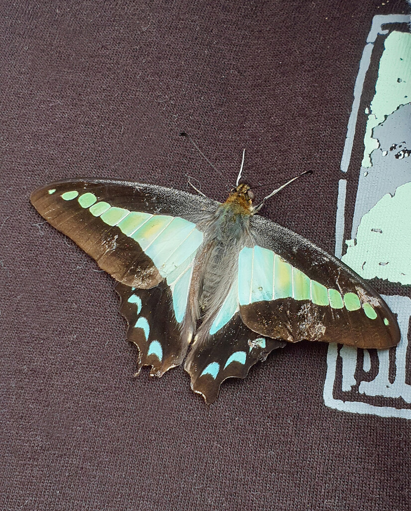 Blue Triangle Butterfly by onewing