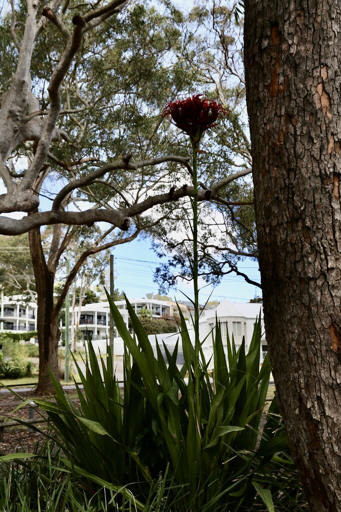 A good year for Gymea Lilies by jools