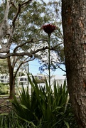 3rd Sep 2024 - A good year for Gymea Lilies