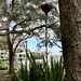 A good year for Gymea Lilies by jools