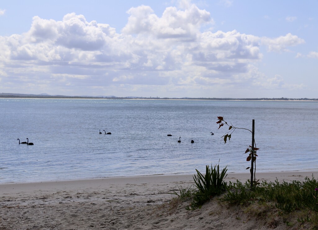 Black Swans by jools