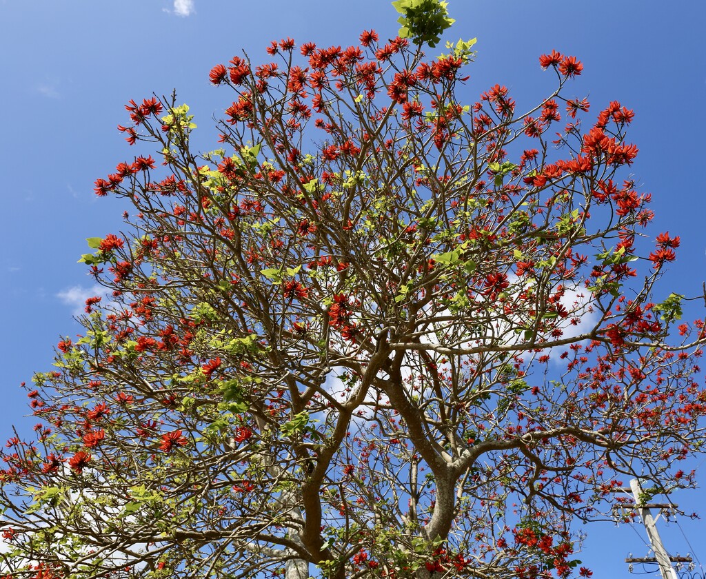 Poinciana - not at its best yet by jools