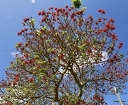 9th Sep 2024 - Poinciana - not at its best yet