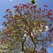 Poinciana - not at its best yet by jools