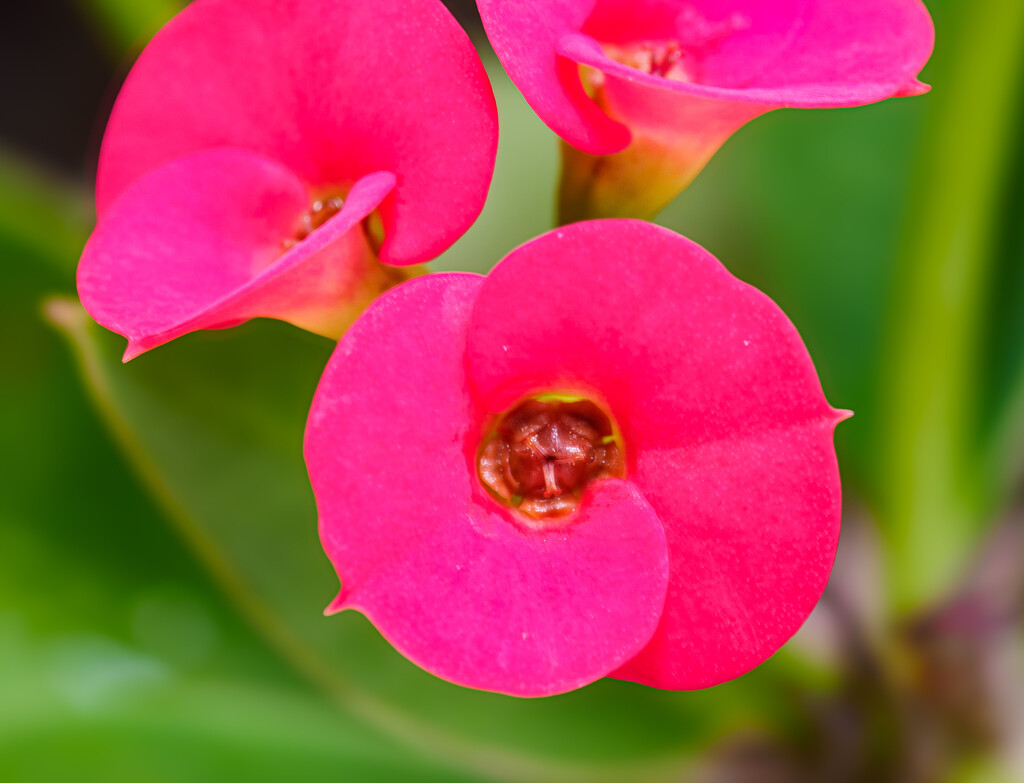 Red Balcony Flowers by ianjb21