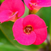 Red Balcony Flowers