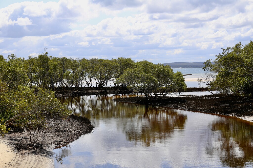 Mangroves by jools