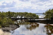 10th Sep 2024 - Mangroves