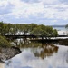 Mangroves by jools