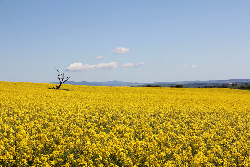 One small dead tree amongst the sloping canola crop by leggzy