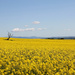 One small dead tree amongst the sloping canola crop