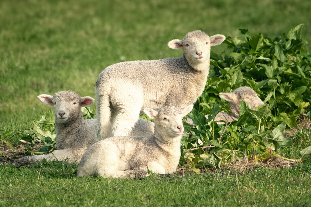 Lambkin Patch by helenw2