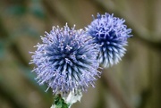 16th Sep 2024 - Sea Holly